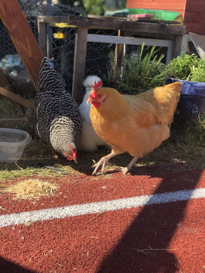 The chickens love getting outside time exploring their home and track.