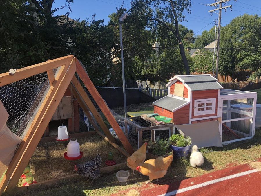 Brentwood Highs chicken coop was homemade by students, functional and animal friendly!